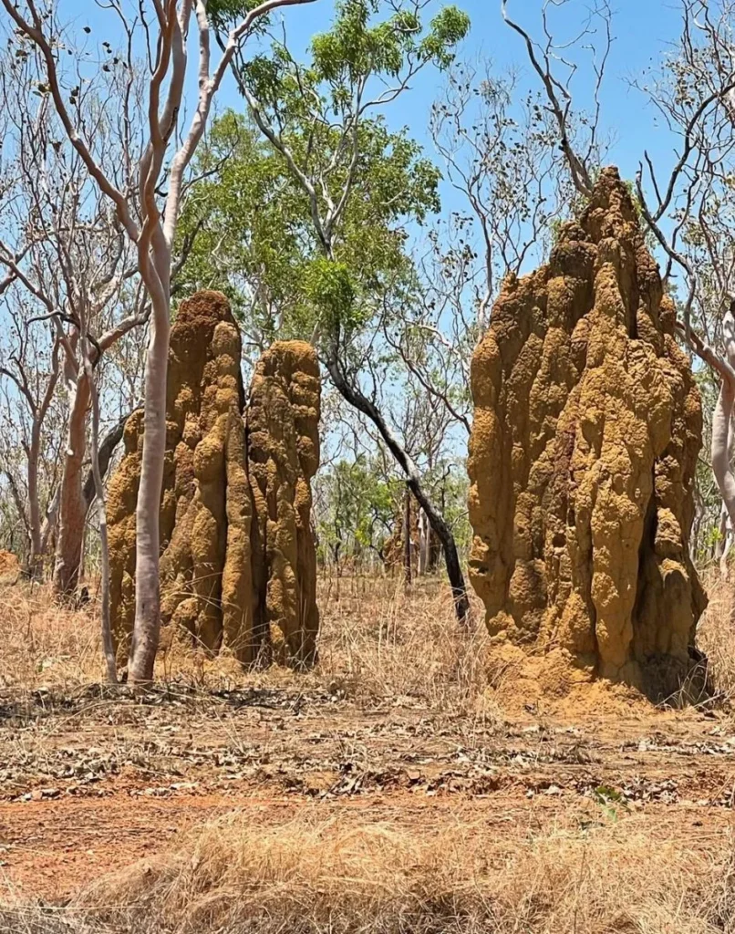 Magnetic Termite Mounds