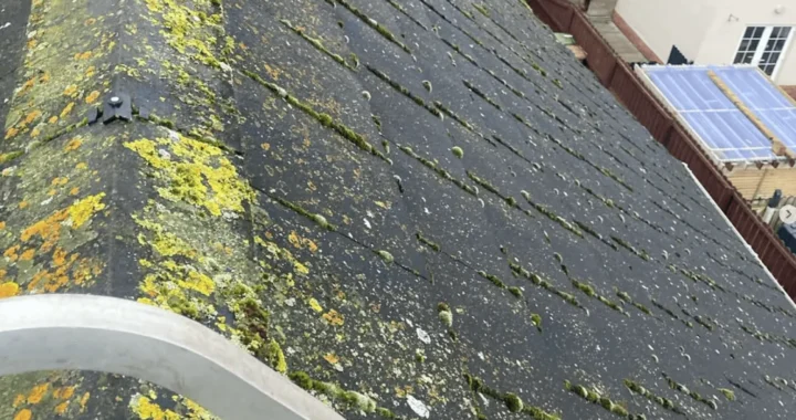 Understanding Roof Algae and Moss: Prevention and Removal Techniques