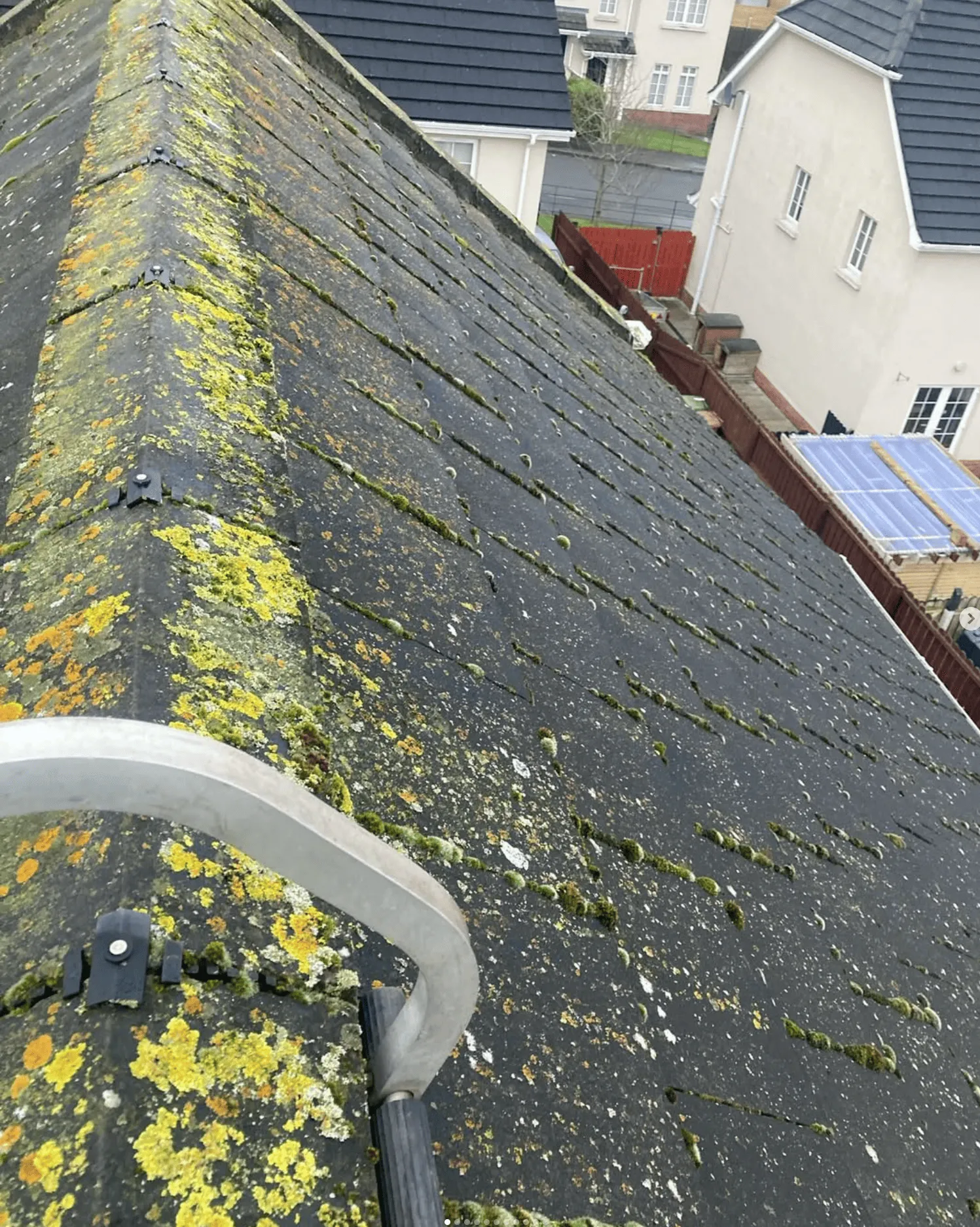 Understanding Roof Algae and Moss