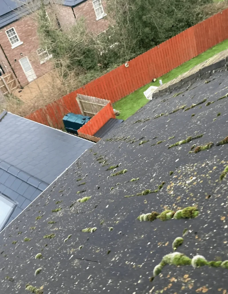 What are Roof Algae and Moss