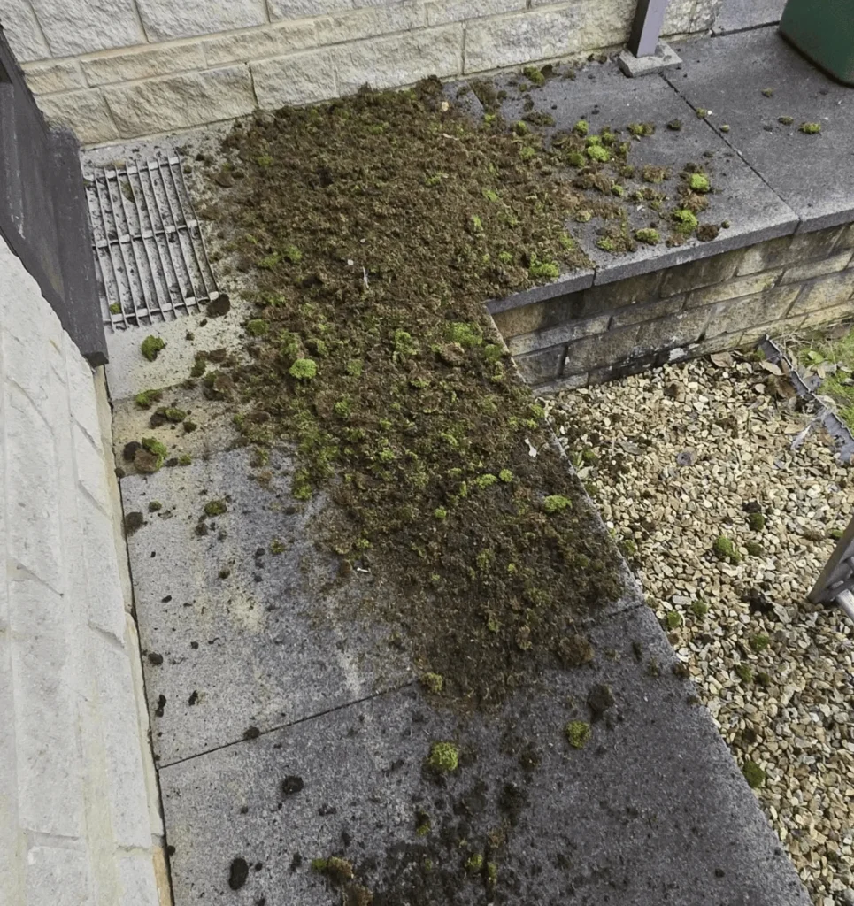 Why Remove Roof Algae and Moss