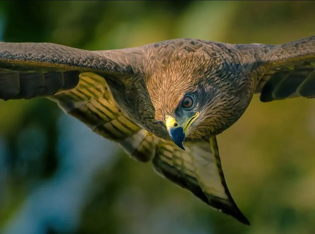 black kites