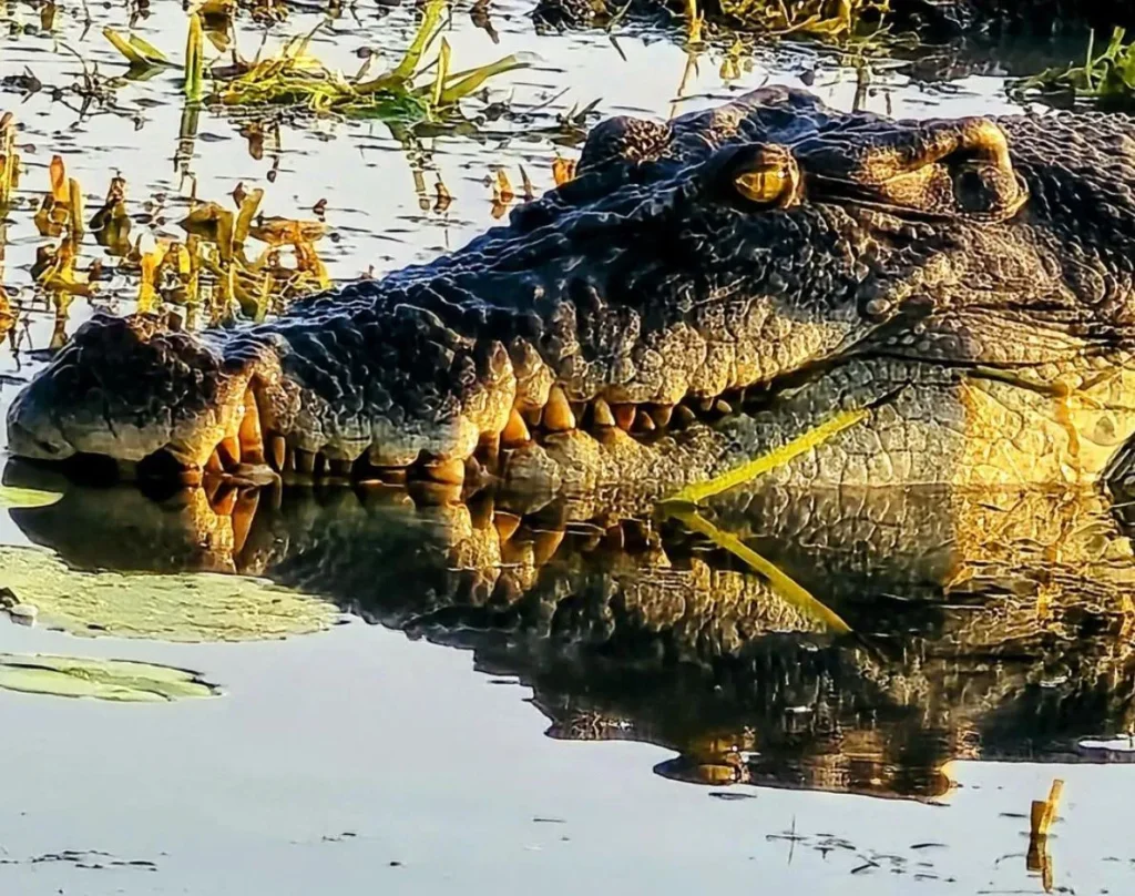 saltwater crocodiles