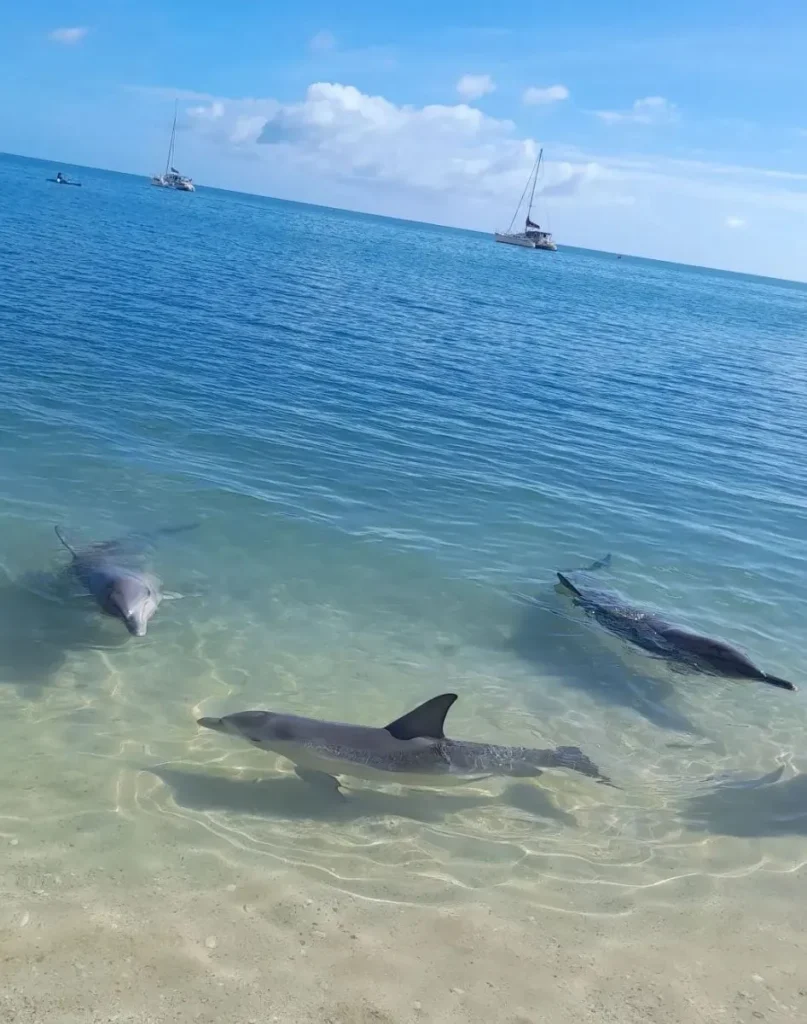 wild dolphins